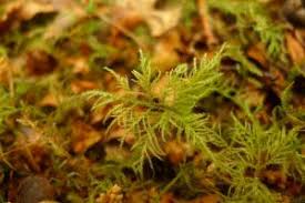 Attēlu rezultāti vaicājumam “Eurhynchium praelongum”