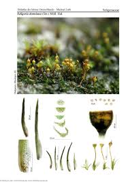 Attēlu rezultāti vaicājumam “Seligeria donniana”