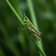 Attēlu rezultāti vaicājumam “Acrididae”