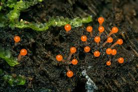 Attēlu rezultāti vaicājumam “Physarum penetrale macro”