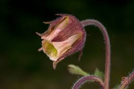 Attēlu rezultāti vaicājumam “Geum rivale flower”