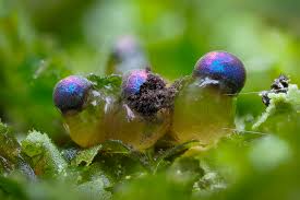 Attēlu rezultāti vaicājumam “Colloderma oculatum spores”