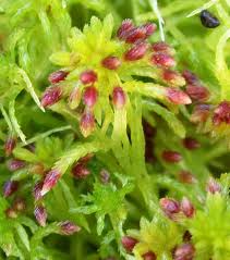 Attēlu rezultāti vaicājumam “Sphagnum angustifolium sporophyte”