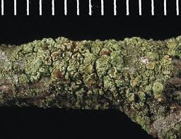 Attēlu rezultāti vaicājumam “Lecanora conizaeoides”