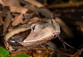 Image result for Spen Valley Vipers