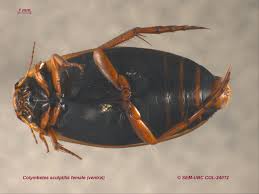 Attēlu rezultāti vaicājumam “Colymbetes striatus”