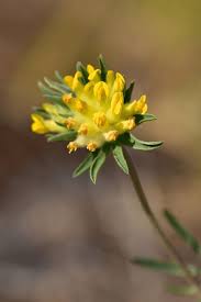 Attēlu rezultāti vaicājumam “Anthyllis vulneraria leaf”
