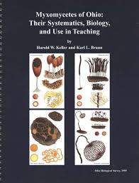 Attēlu rezultāti vaicājumam “Badhamiopsis ainoae”