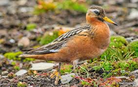 Attēlu rezultāti vaicājumam “Phalaropus fulicarius adult”