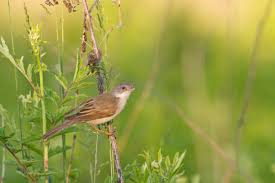 Attēlu rezultāti vaicājumam “Sylvia communis adult”