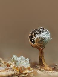 Attēlu rezultāti vaicājumam “Physarum globuliferum spores”