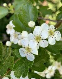 Attēlu rezultāti vaicājumam “Crataegus monogyna subsp. nordica”
