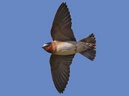 Image result for Plymouth Swallows Gc