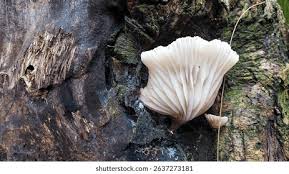 Attēlu rezultāti vaicājumam “Plicatura nivea”