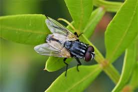 Attēlu rezultāti vaicājumam “Musca domestica”