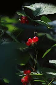 Attēlu rezultāti vaicājumam “Rubus saxatilis leaf”