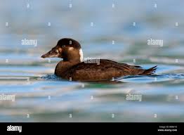 Image result for Melanitta perspicillata