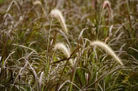 Attēlu rezultāti vaicājumam “Phragmites communis flower”
