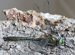 Attēlu rezultāti vaicājumam “Cordulia aenea”