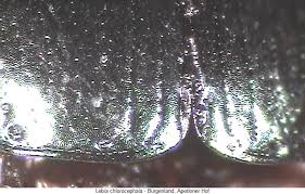 Attēlu rezultāti vaicājumam “Lebia chlorocephala”