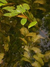 Attēlu rezultāti vaicājumam “Potamogeton praelongus leaf”