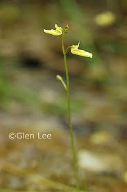 Attēlu rezultāti vaicājumam “Utricularia minor bud”