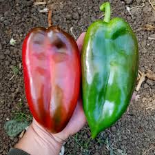 Afbeeldingsresultaat voor hungarian sweet apple sweet pepper