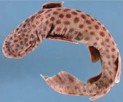 Image result for Poroderma pantherinum