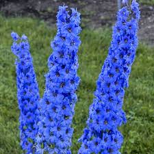 Attēlu rezultāti vaicājumam “Delphinium elatum”