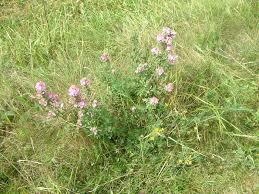 Attēlu rezultāti vaicājumam “Ononis arvensis”