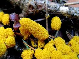 Attēlu rezultāti vaicājumam “Fuligo septica var. flava young”