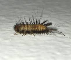 Attēlu rezultāti vaicājumam “Anthrenus sp. larva”