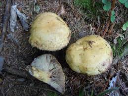 Attēlu rezultāti vaicājumam “Lactarius repraesentaneus”