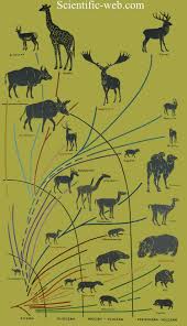 Attēlu rezultāti vaicājumam “Artiodactyla”