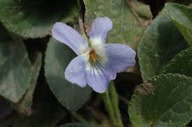 Attēlu rezultāti vaicājumam “Viola collina flower”