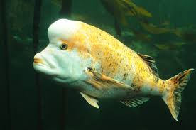 Image result for Chrysoblephus cristiceps