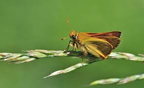 Attēlu rezultāti vaicājumam “Ochlodes sylvanus”