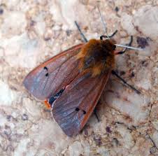 Attēlu rezultāti vaicājumam “Phragmatobia fuliginosa imago”