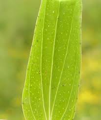 Attēlu rezultāti vaicājumam “Hypericum perforatum leaf”