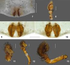 Attēlu rezultāti vaicājumam “Jalla dumosa imago”
