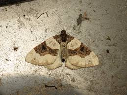 Attēlu rezultāti vaicājumam “Cosmorhoe ocellata”