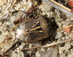 Attēlu rezultāti vaicājumam “Jalla dumosa”