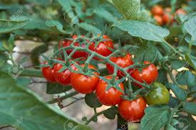 Attēlu rezultāti vaicājumam “Lycopersicon esculentum”