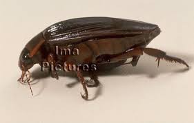 Attēlu rezultāti vaicājumam “Dytiscus marginalis”