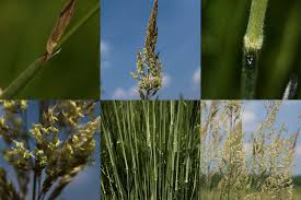 Attēlu rezultāti vaicājumam “Holcus lanatus  fruit”