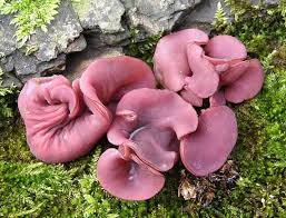 Attēlu rezultāti vaicājumam “Ascocoryne cylichnium”