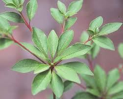 Attēlu rezultāti vaicājumam “Enkianthus chinensis leaf”