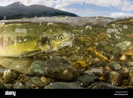 Image result for Oncorhynchus keta