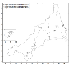 Attēlu rezultāti vaicājumam “Cephalozia loitlesbergeri”