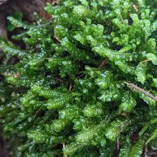 Attēlu rezultāti vaicājumam “Plagiochila asplenioides”